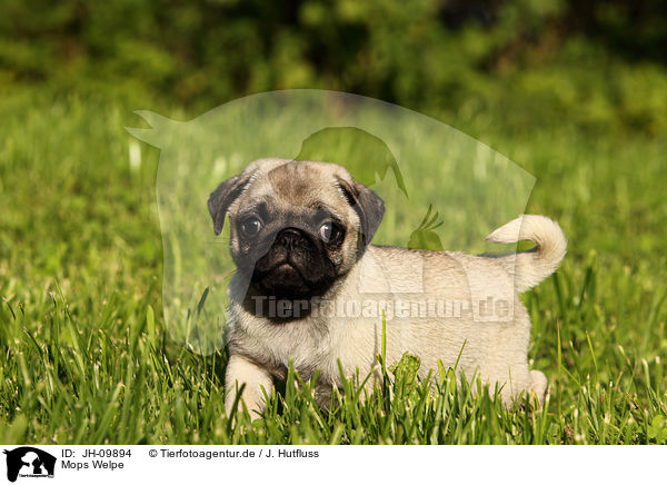 Mops Welpe / pug puppy / JH-09894