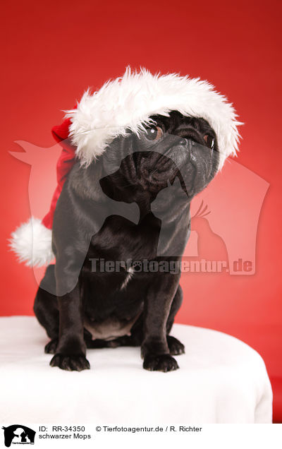 schwarzer Mops / black pug / RR-34350