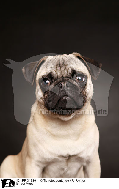 junger Mops / young pug / RR-34380