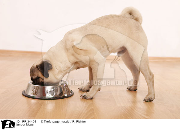 junger Mops / young pug / RR-34404