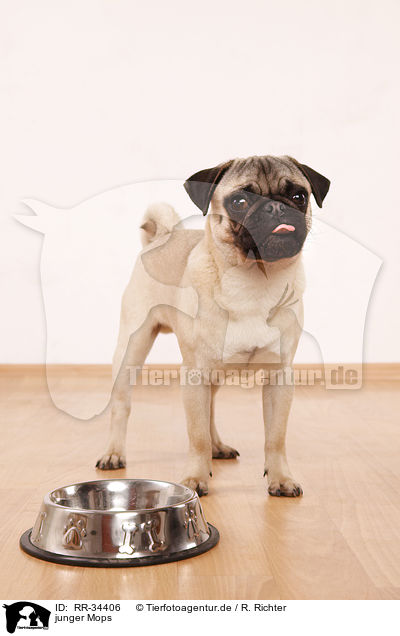 junger Mops / young pug / RR-34406
