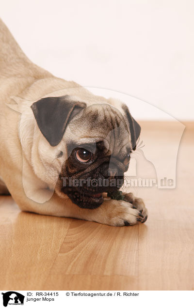 junger Mops / young pug / RR-34415