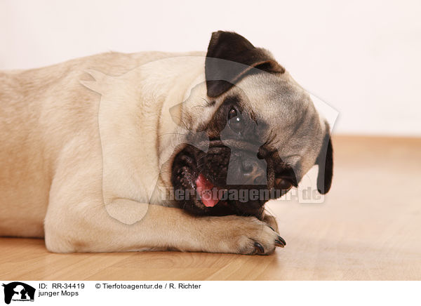junger Mops / young pug / RR-34419