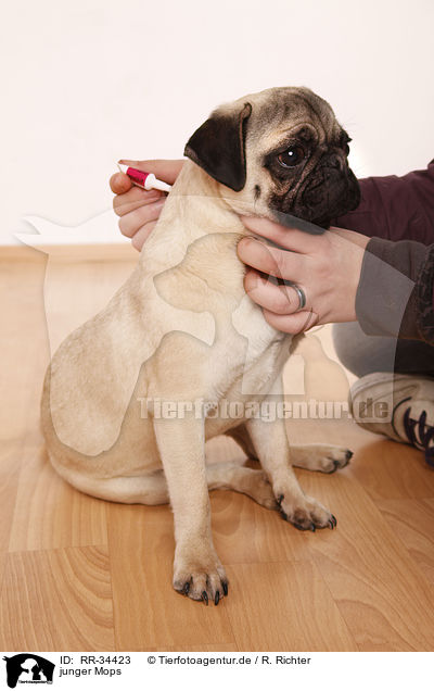junger Mops / young pug / RR-34423