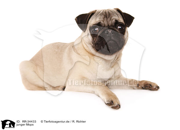 junger Mops / young pug / RR-34433