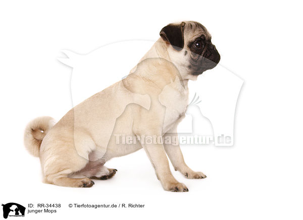 junger Mops / young pug / RR-34438