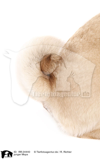 junger Mops / young pug / RR-34440