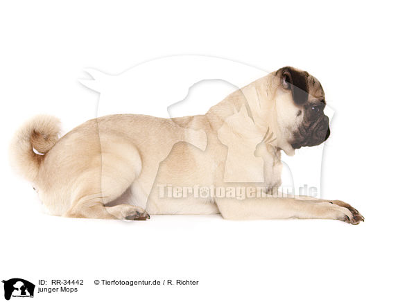junger Mops / young pug / RR-34442