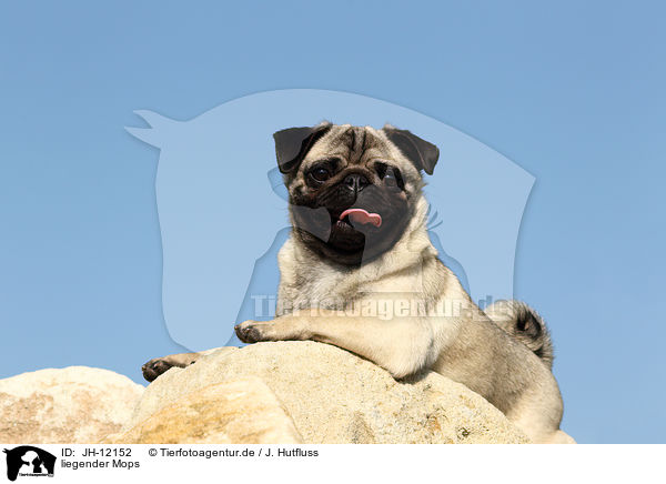liegender Mops / lying pug / JH-12152
