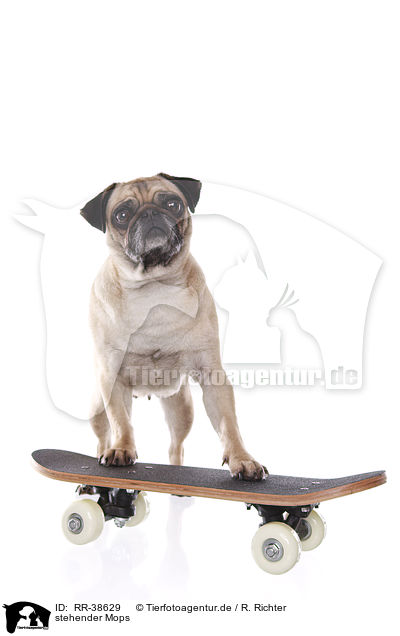 stehender Mops / standing pug / RR-38629