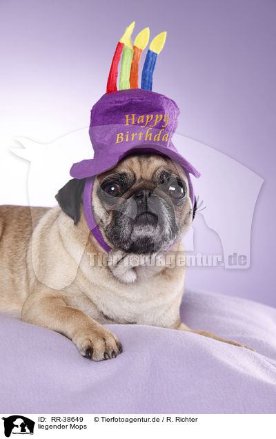 liegender Mops / lying pug / RR-38649