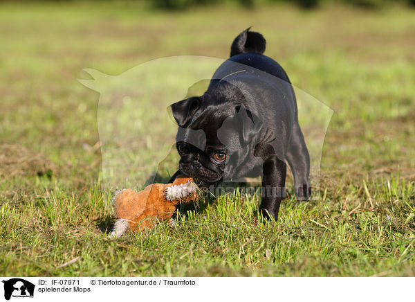 spielender Mops / playing pug / IF-07971