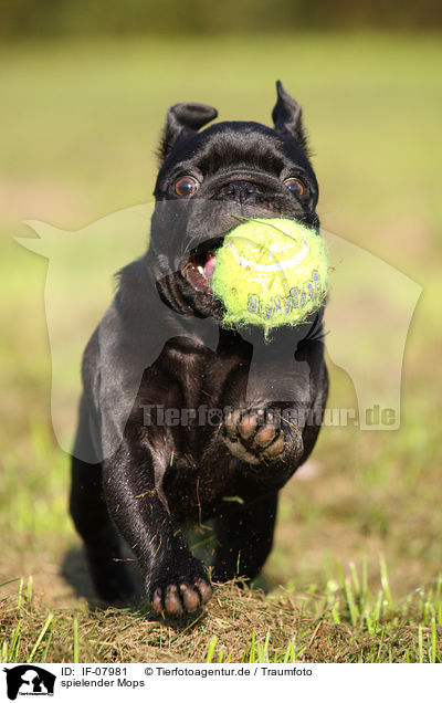 spielender Mops / playing pug / IF-07981