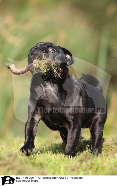 spielender Mops / playing pug / IF-08006