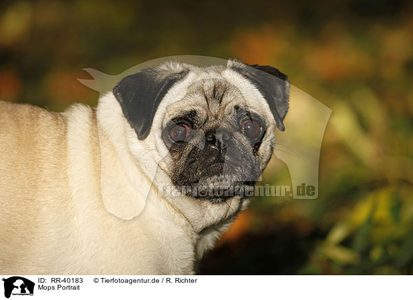 Mops Portrait / pug portrait / RR-40183