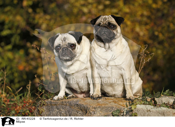 Mpse / pugs / RR-40228