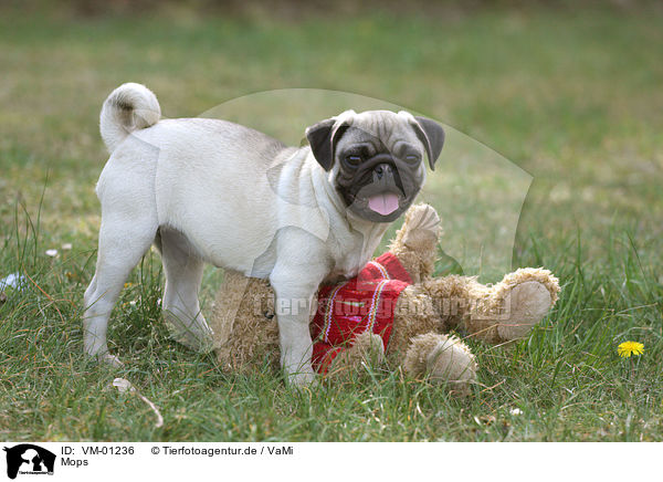 Mops / pug / VM-01236