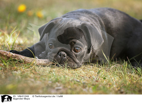 liegender Mops / lying pug / VM-01248