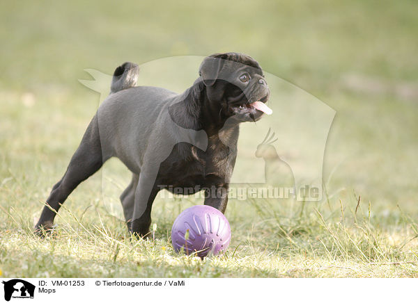 Mops / pug / VM-01253