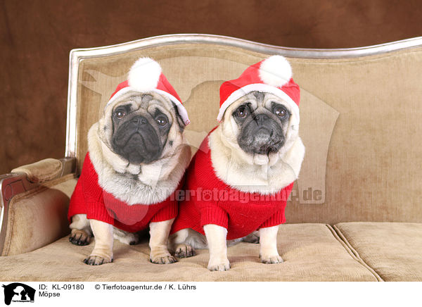 Mpse / pugs / KL-09180