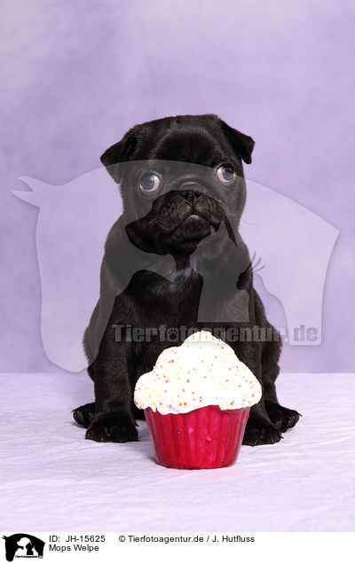 Mops Welpe / JH-15625