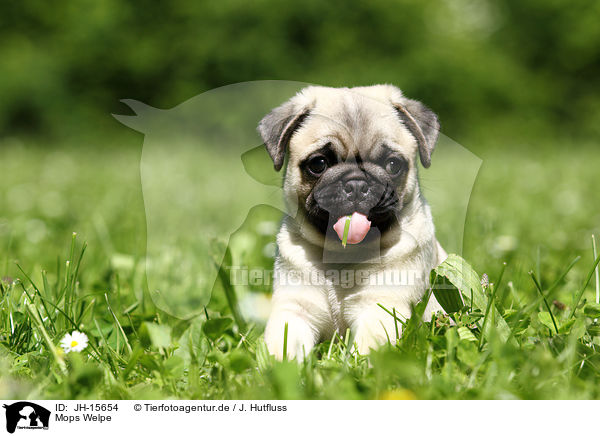 Mops Welpe / JH-15654
