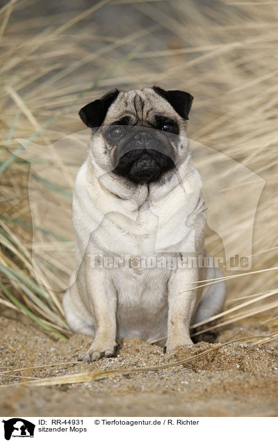 sitzender Mops / sitting pug / RR-44931