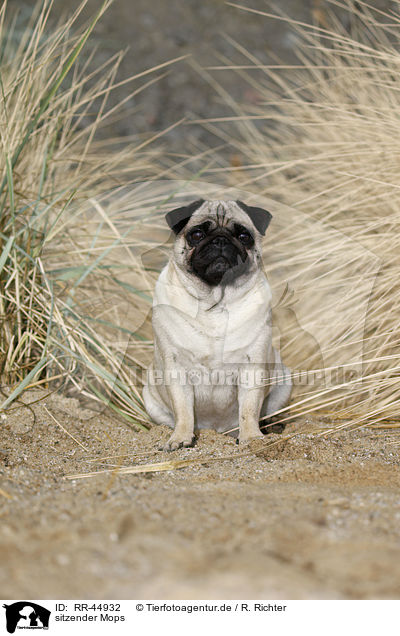 sitzender Mops / sitting pug / RR-44932
