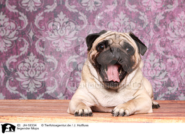 liegender Mops / lying pug / JH-18334