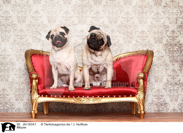 Mpse / pugs / JH-18341
