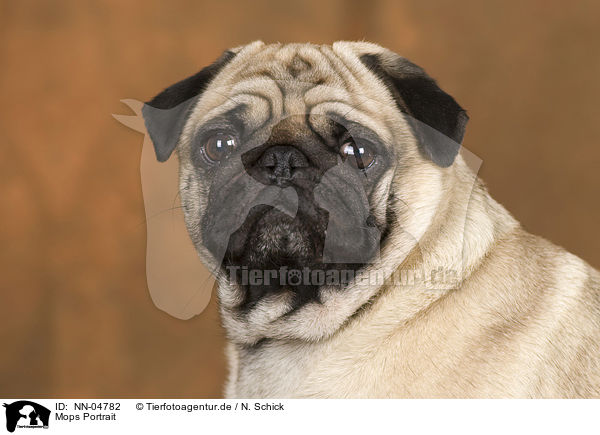 Mops Portrait / pug portrait / NN-04782