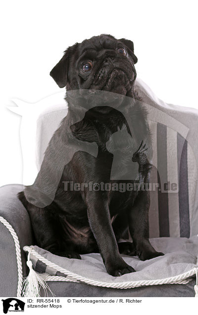 sitzender Mops / RR-55418