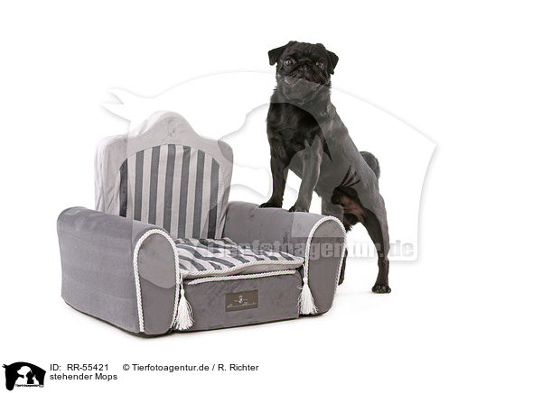 stehender Mops / RR-55421