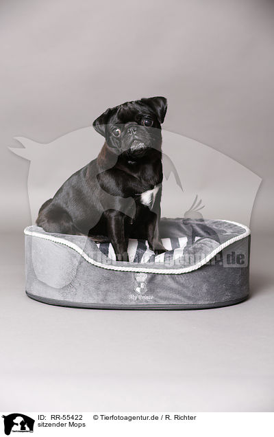 sitzender Mops / RR-55422