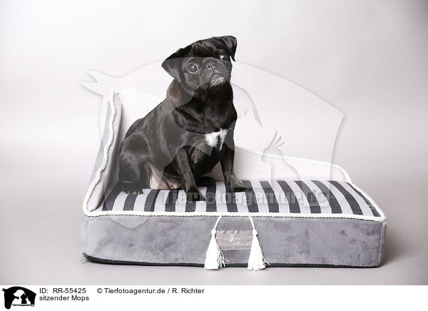 sitzender Mops / RR-55425