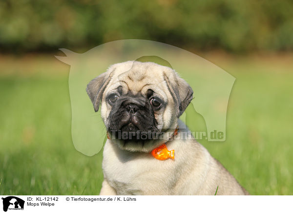 Mops Welpe / pug puppy / KL-12142