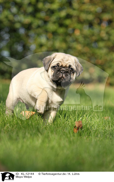 Mops Welpe / pug puppy / KL-12144