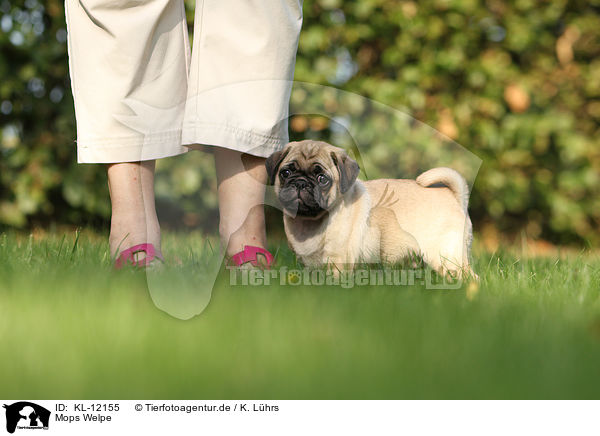 Mops Welpe / pug puppy / KL-12155