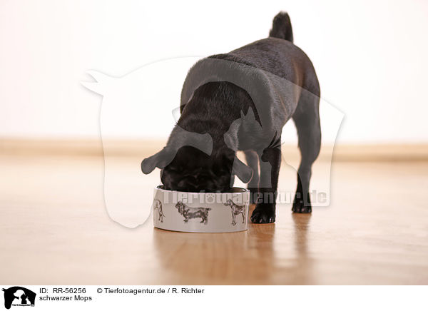 schwarzer Mops / black pug / RR-56256