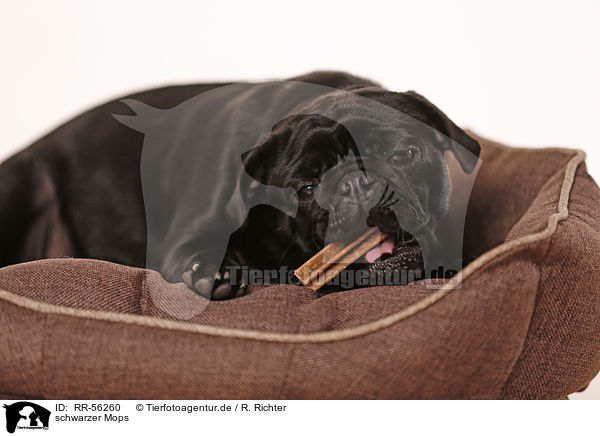 schwarzer Mops / black pug / RR-56260