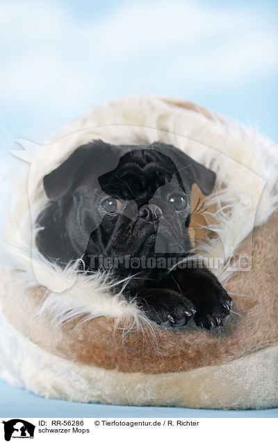 schwarzer Mops / black pug / RR-56286