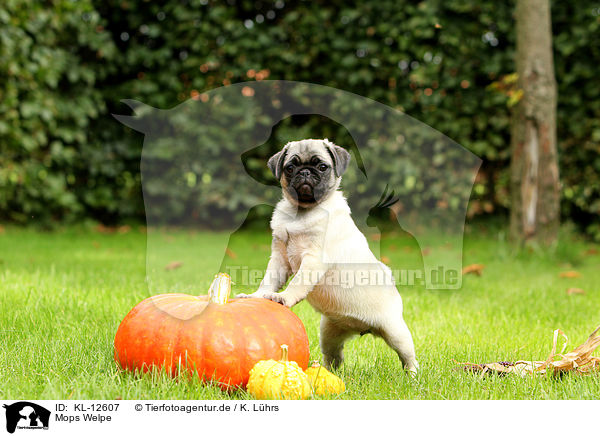 Mops Welpe / pug puppy / KL-12607
