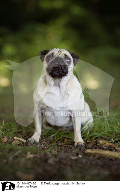 sitzender Mops / sitting pug / NN-07426