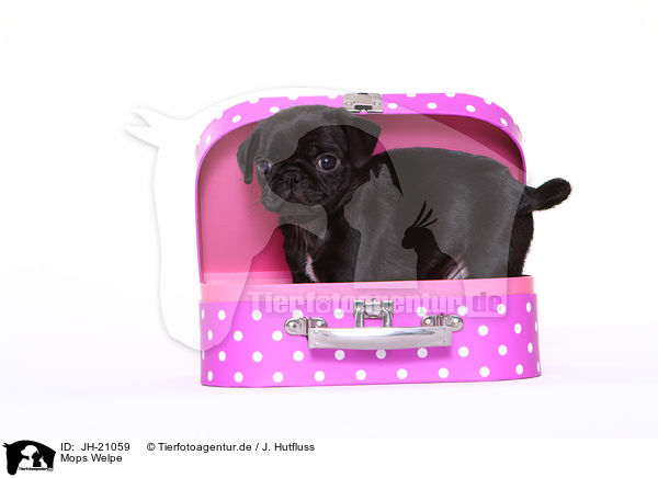 Mops Welpe / JH-21059