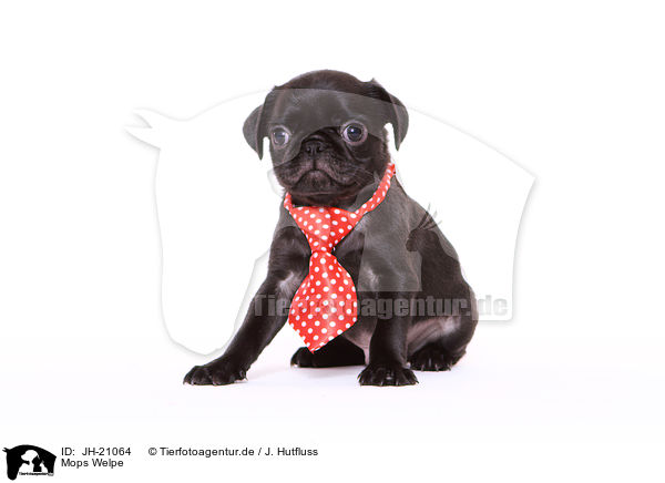 Mops Welpe / JH-21064