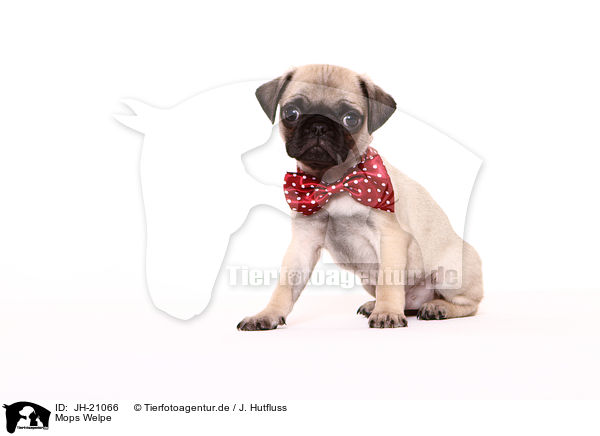 Mops Welpe / JH-21066