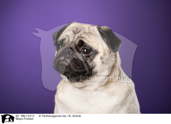 Mops Portrait / pug portrait / NN-13313