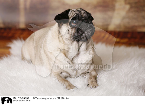 liegender Mops / lying pug / RR-63132