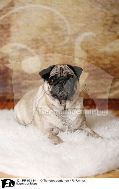 liegender Mops / lying pug / RR-63134