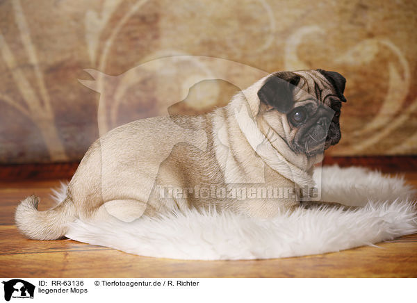 liegender Mops / lying pug / RR-63136